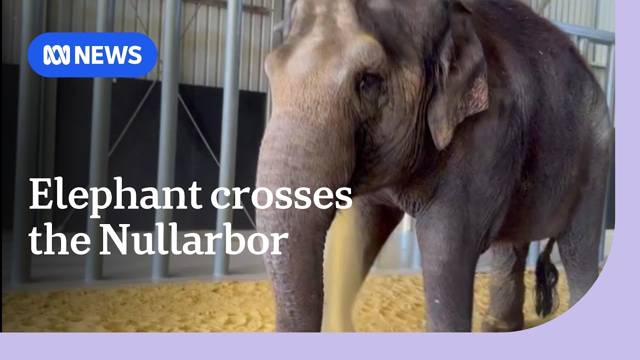 Permai the elephant arrives at her brand new home in South Australia | ABC NEWS