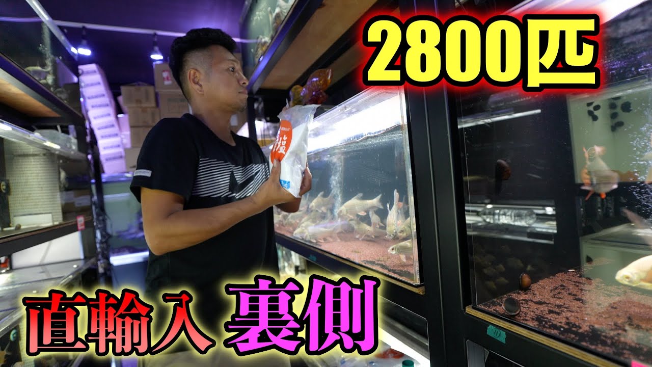 熱帯魚輸入の裏側　タイ便　メコンオオナマズ　フォーバータイガー　シャムタイガー　プラチナナマズなど　ベイサイドアクア