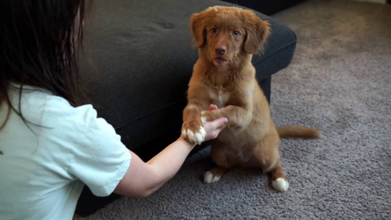 Nova Scotia Puppy Learning Tricks