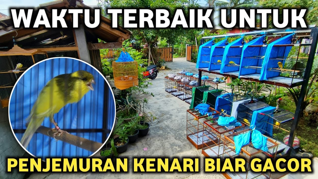 TIPS PERAWATAN DASAR KENARI BIAR SEHAT DAN GACOR TERUS