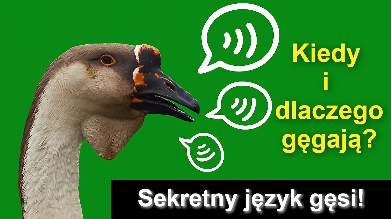 🦢 Sekrety Gęgania: Jakie Dźwięki Wydają Gęsi Kubańskie i W Jakich Sytuacjach?