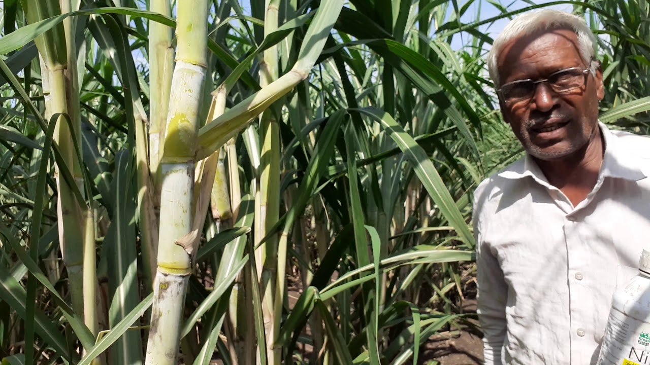 Green  planet  result sugarcane  kannada 8805485922#organicfarming#network