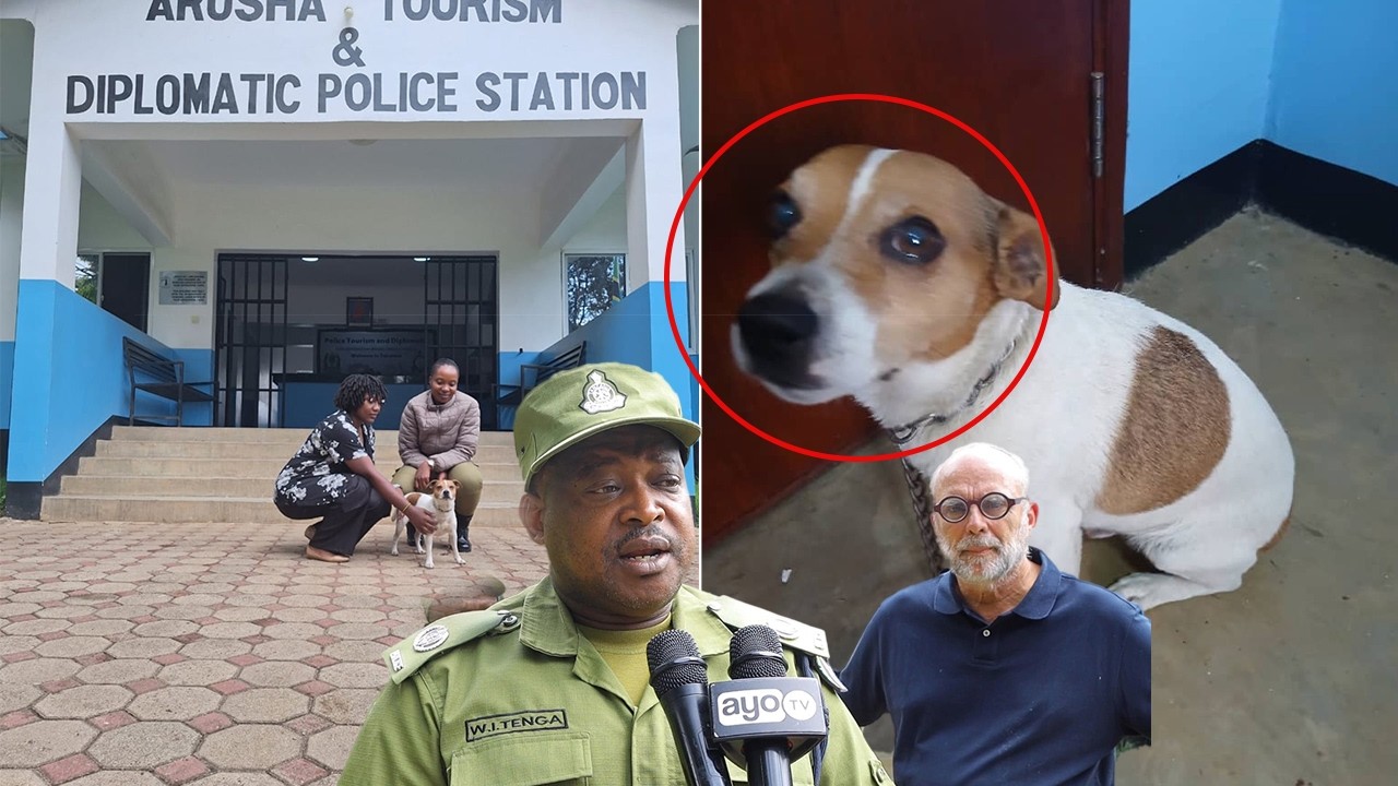 MBWA WA RAIA WA SWEDEN ALIYEPOTEA ARUSHA APATIKANA,ALIUZWA LAKI 2 DADA APEWA LAKI 9 BAADA YA KUMPATA