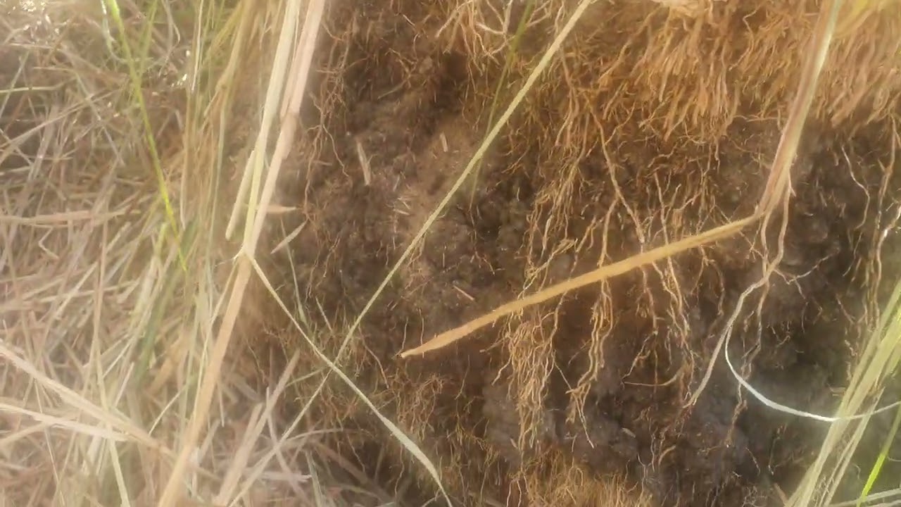 Natural Sequence Farming in Action 10 years on!