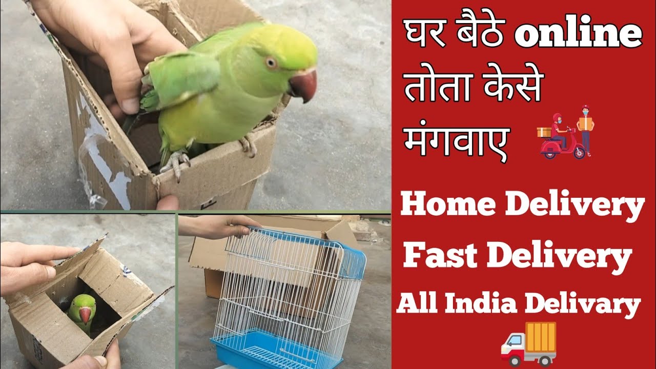 घर बैठे oline तोता केसे मंगवाए || Home delivery 🚚 || MERAMITHUTOTA