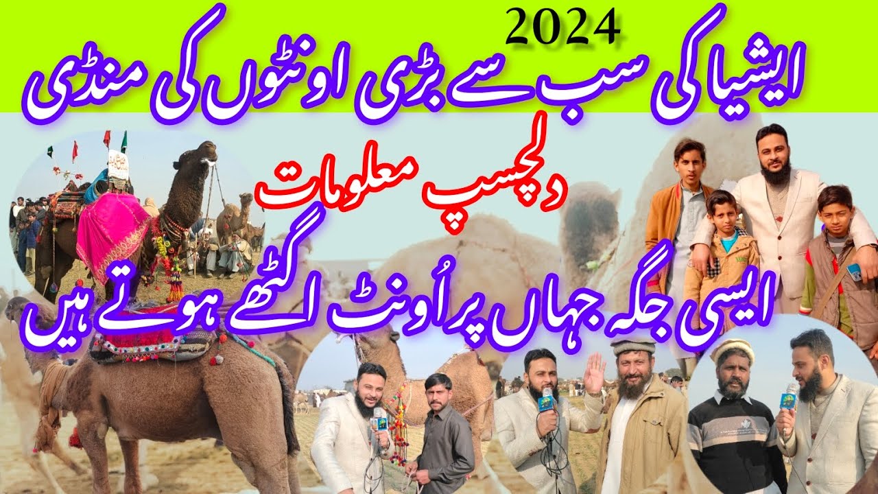 Asia Big Camel Mandi || Pakistan Camel Market || Camel mela 2024 Gujar Khan Rawalpindi