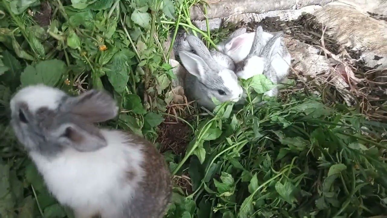 Feeding Young Rabbits