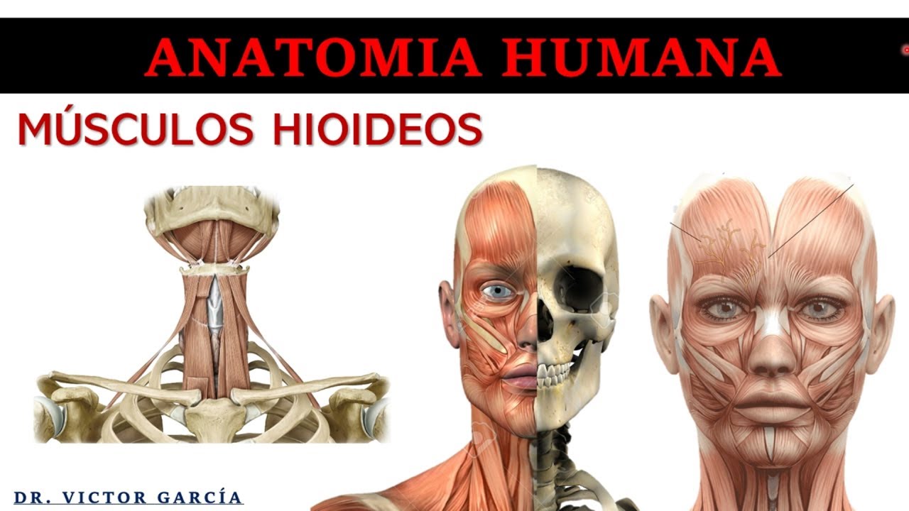 Músculos Hioideos - Anatomía Humana en Odontología