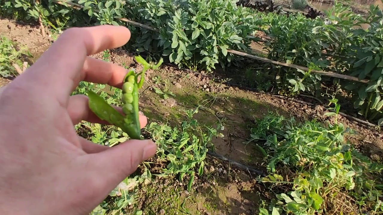 CULTIVO DEL GUISANTE