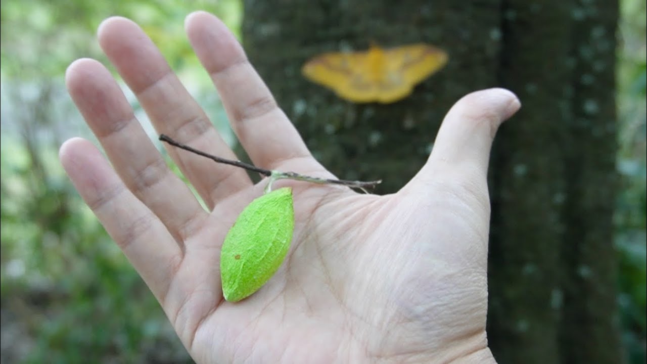 公園で見つけた緑の袋からとんでもない生き物が生まれてきた