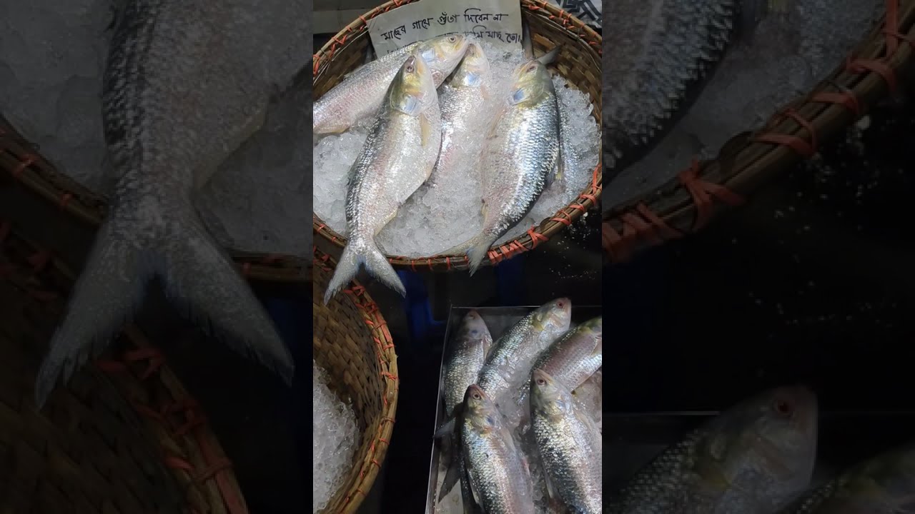 নিজের হাতে বাজারে গিয়ে মাছ কেনার আনন্দই আলাদা। ইলিশের বাজার চাঁদপুর।