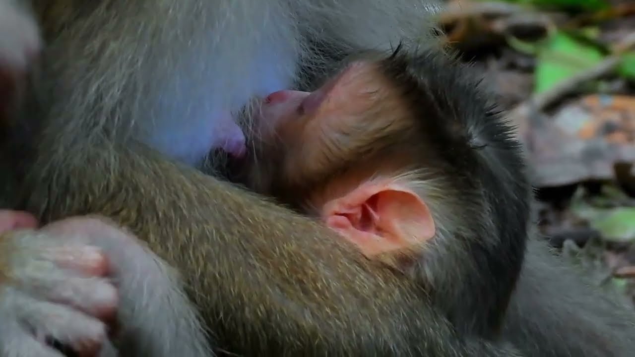 Shena is very happy to know that Luay has given birth.. Luay have Baby so cute Wow.. wow..!!