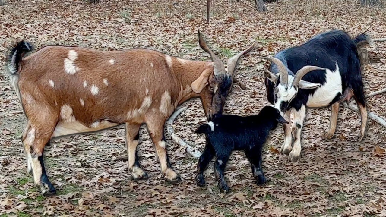 One Baby and Two Moms?