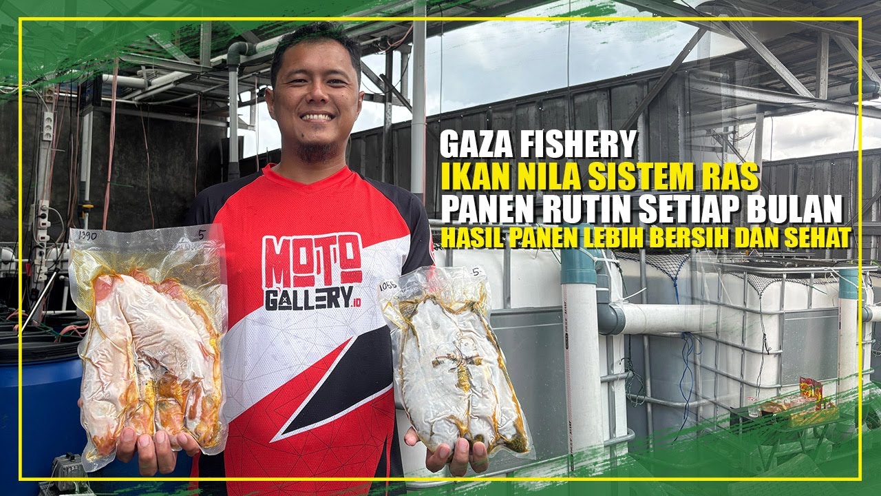 KUALITAS JADI PRIORITAS, GAZA FISHERY TERAPKAN BUDIDAYA IKAN NILA SISTEM RAS