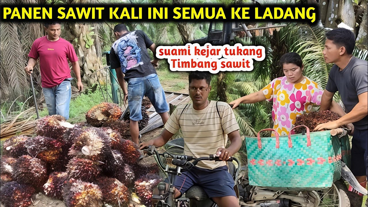 Suami Sampai Kejar Tukang Timbang Sawit kita...Saya Pun sakit hati dengar ucapanya 