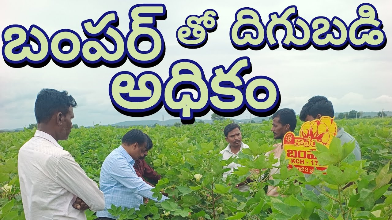 High yield cotton | bumper | kaveri seed | రైతు సేద్యం | Rythu Sedyam 