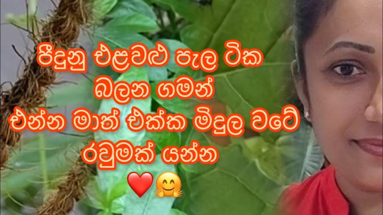 ලොකූ ඉඩක් නැති නිසා මම එළවළු හිටවන්නේ මෙහෙමයි🥕🌽🥬🍆