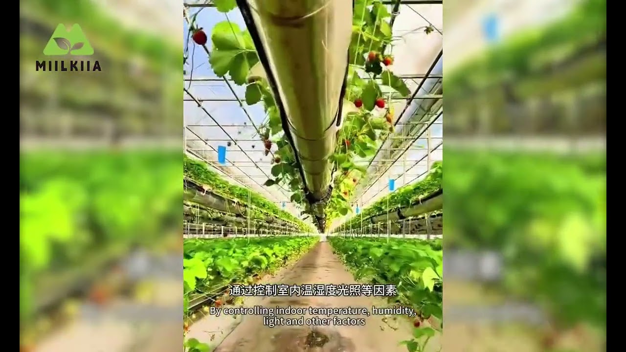 Future Farming | Aerial Lift Strawberry System &ndash; Easy Harvest, Higher Yields!