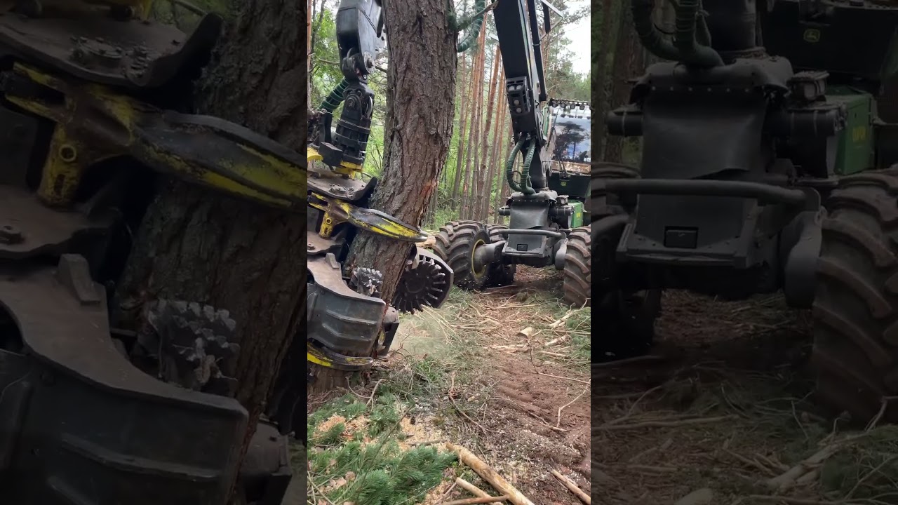 Como tirar un pino a tus pies procesadora 1270g #machine #madera #woodworking #forest #johndeere