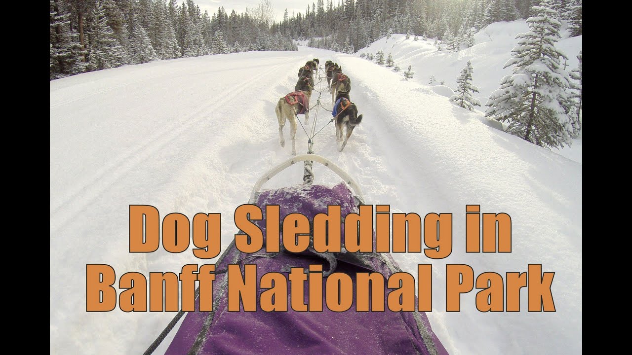Dog Sledding to the Great Divide in Lake Louise, Alberta