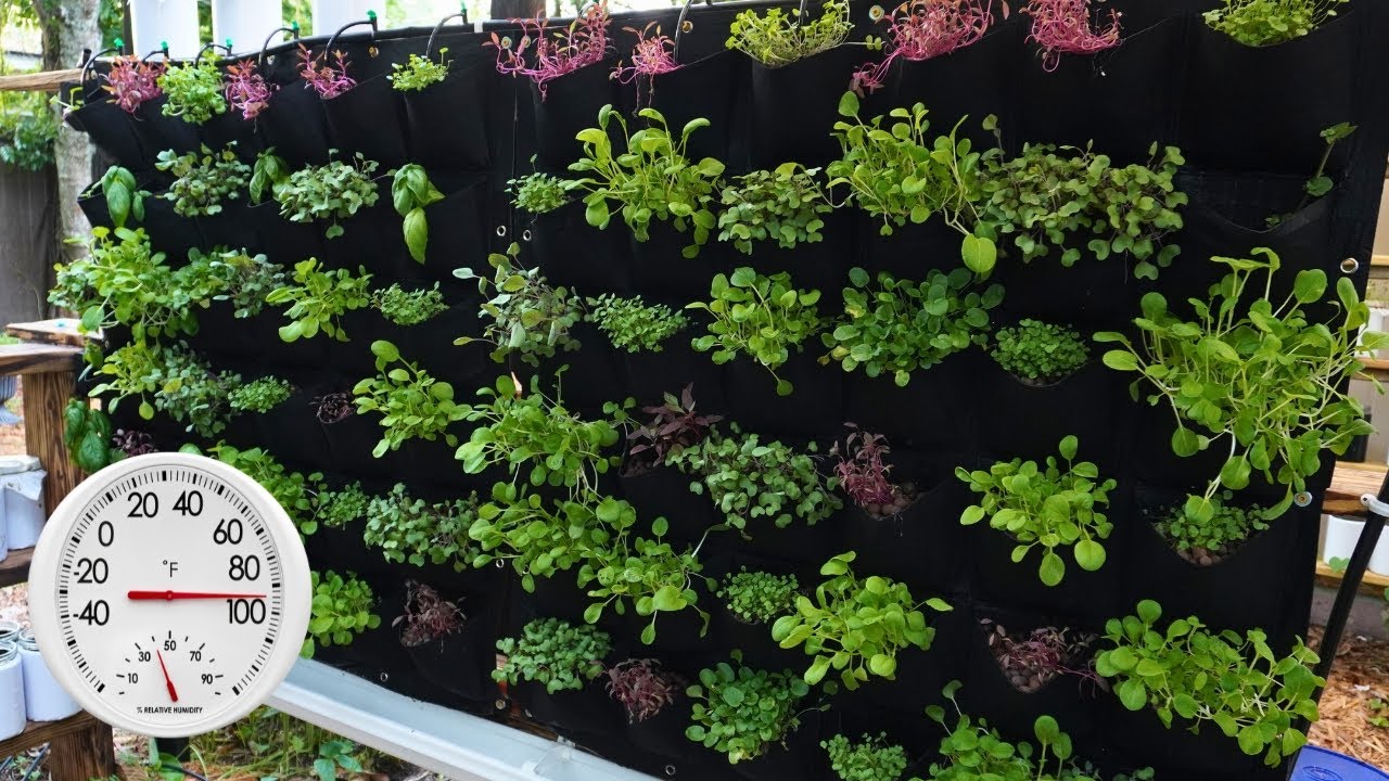 Living Wall Q&A