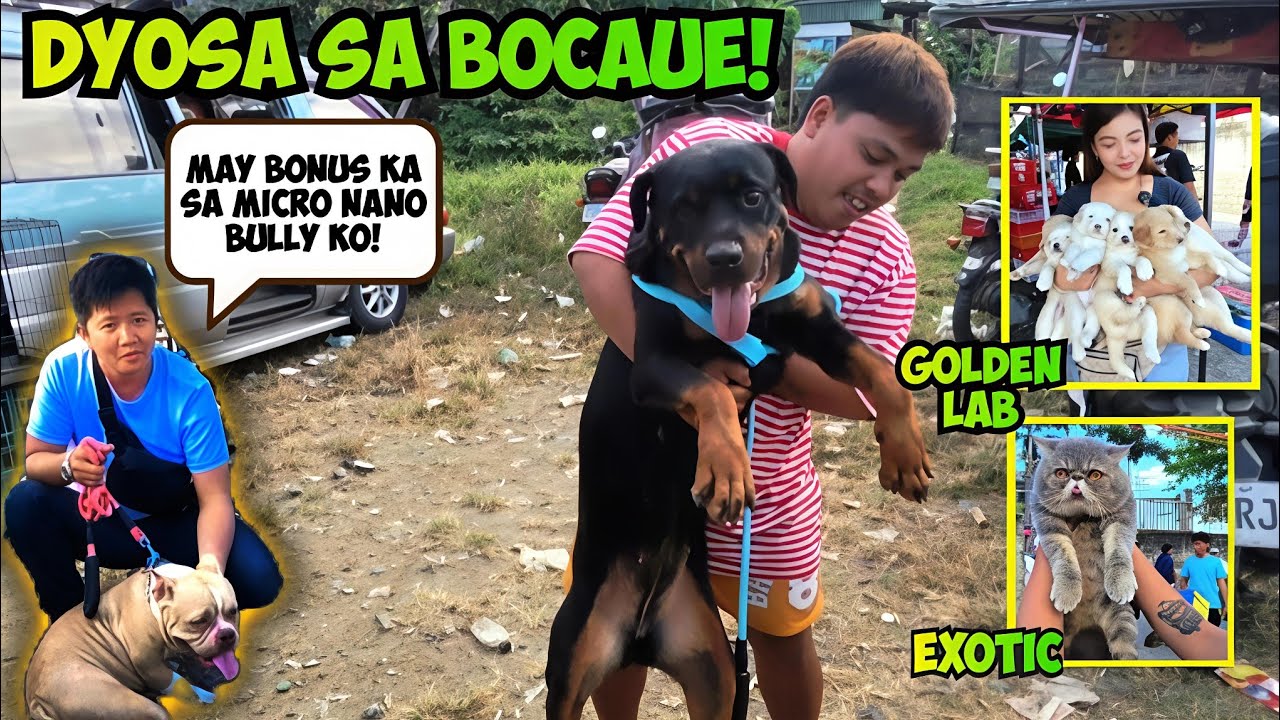 PANALO YAN KUNIN MO NA! ASTIG ROTTWEILER NI MARK! BOCAUE BULACAN PET MARKET! March 13 pt 1