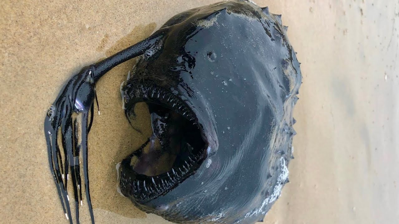 【速報】幻の深海魚チョウチンアンコウが砂浜に打ち上がる！？