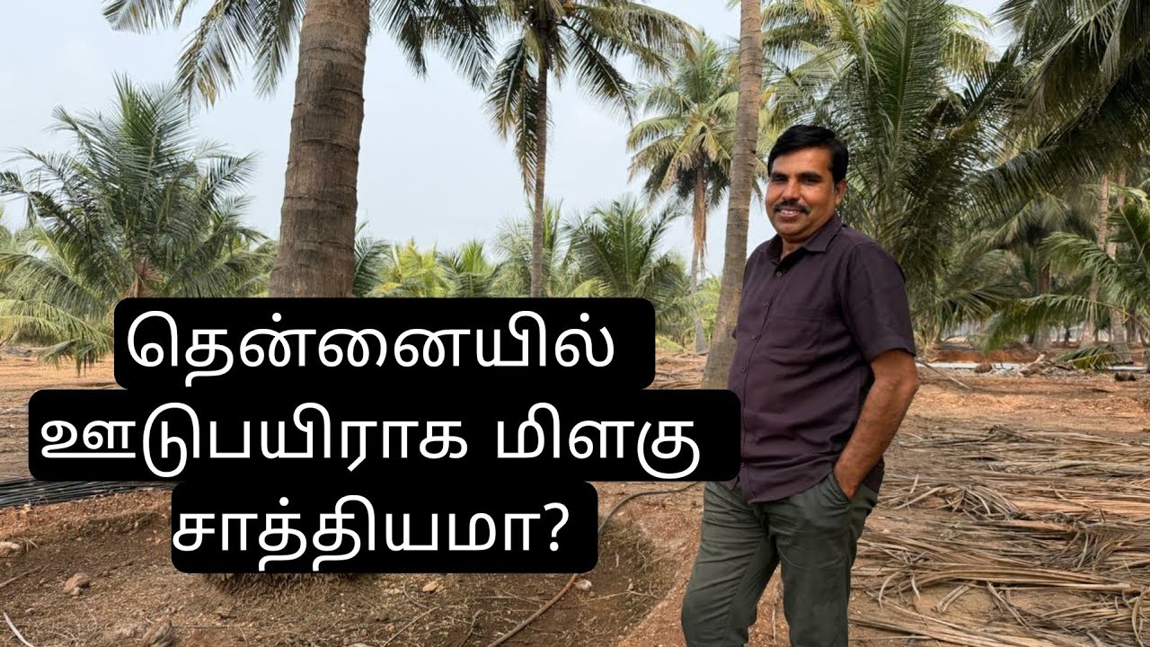 தென்னையில் கிளைரிசீடியா+மிளகு 
