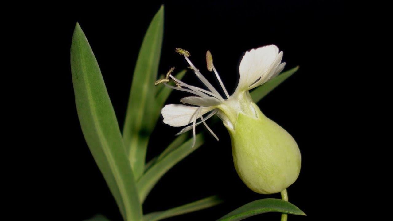 Le piante commestibili italiane - Gli Strigoli - Silene vulgaris subsp. tenoreana.