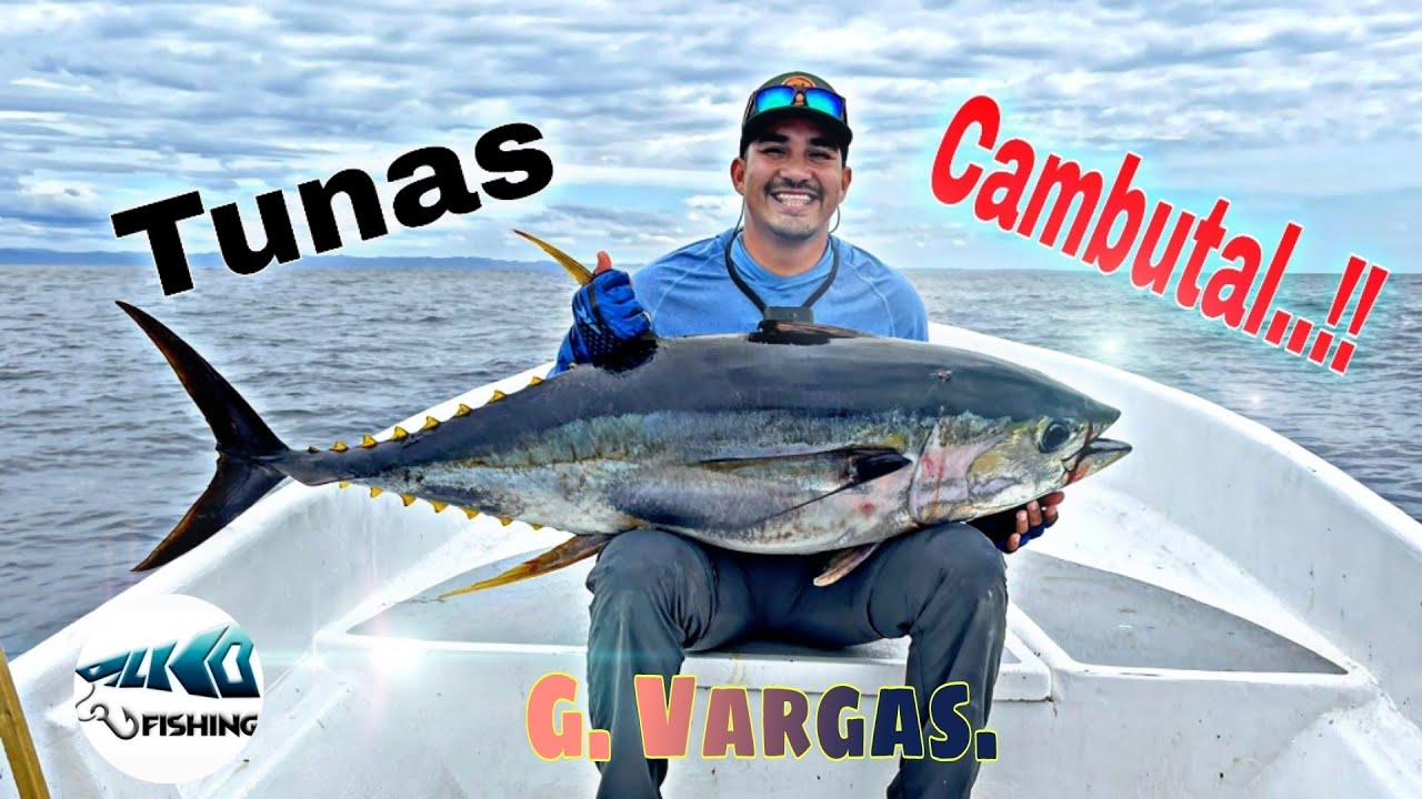 Tunas en Cambutal Panamá - Pesca de los Atúnes aletas amarilla (Yellowfin Tuna).