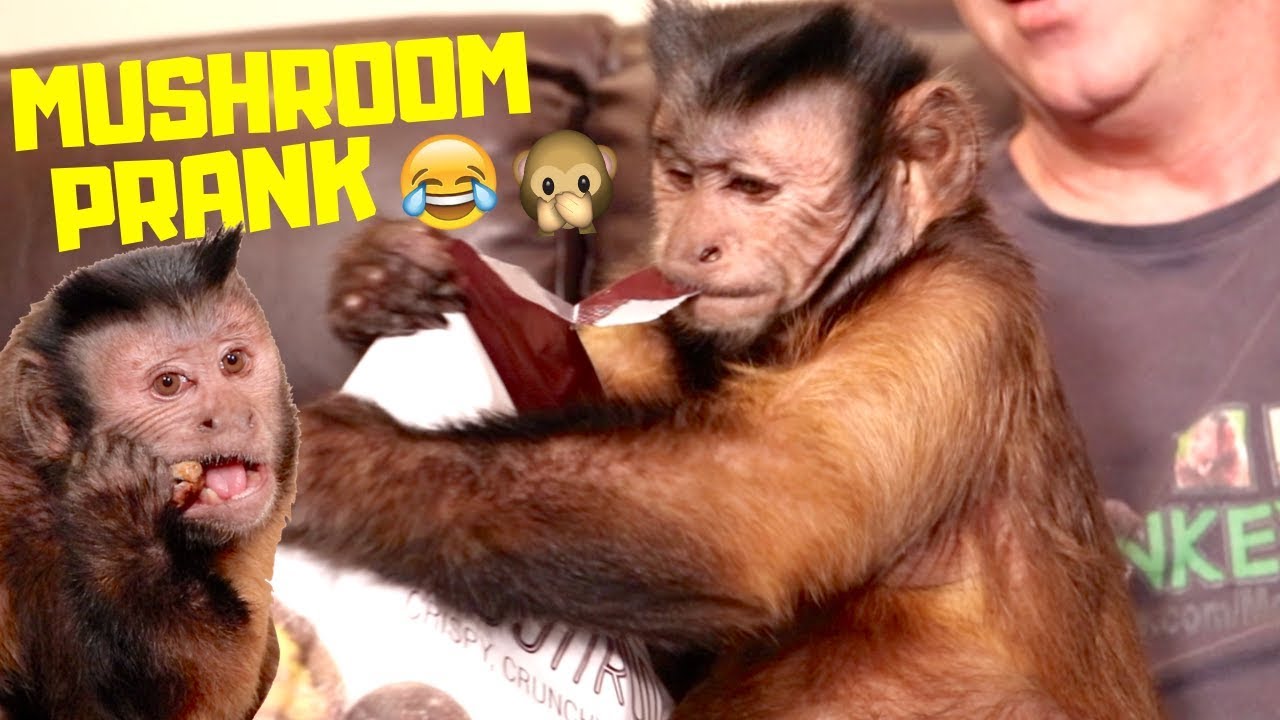 Monkey Mushroom Prank GONE WRONG! (BOO EATS THEM?!)
