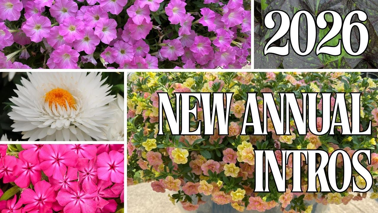 Новые однолетние растения 2026 года, которые вы захотите видеть в своем саду 🌸 | Garden Crossings