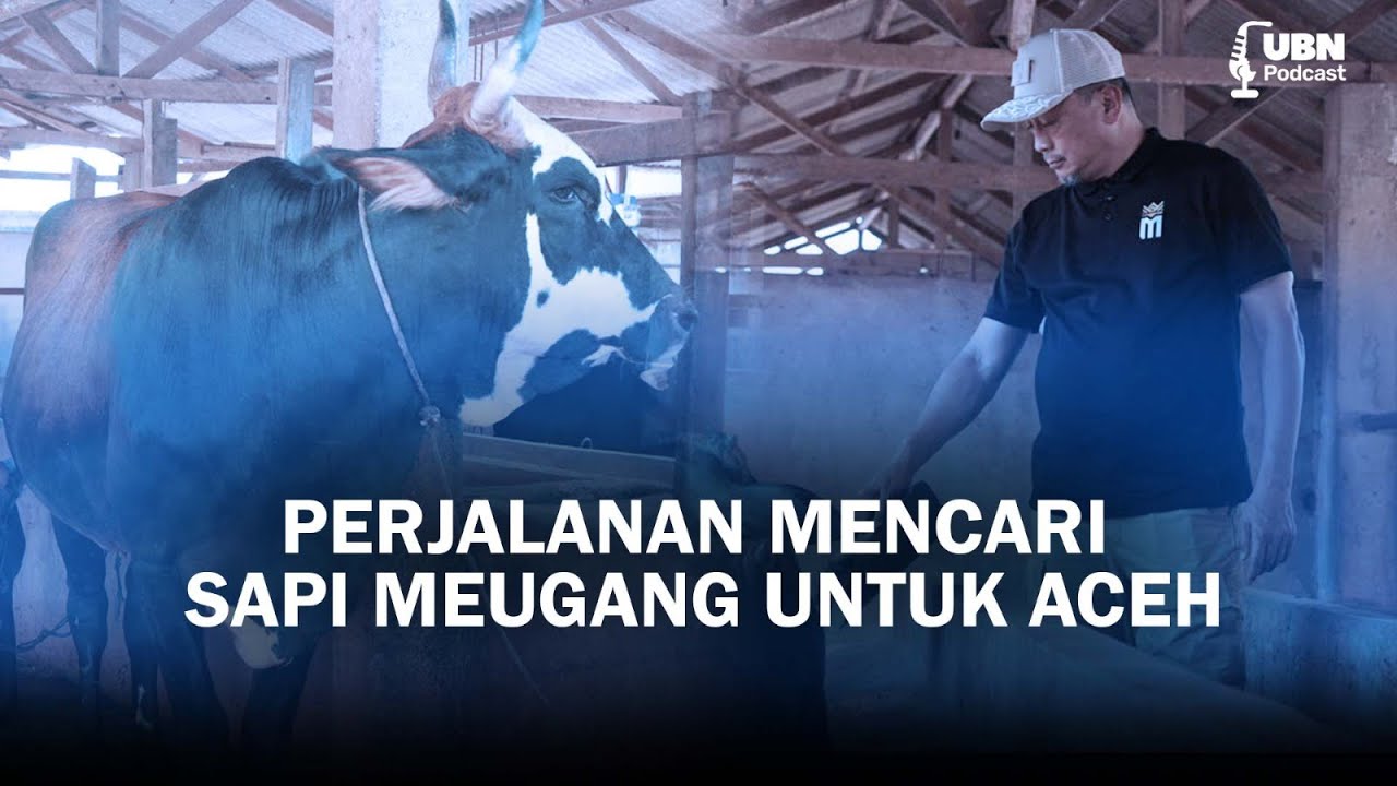 Turun Tangan Langsung! Aksi Nyata Sapi Meugang untuk Aceh - | UBN Podcast