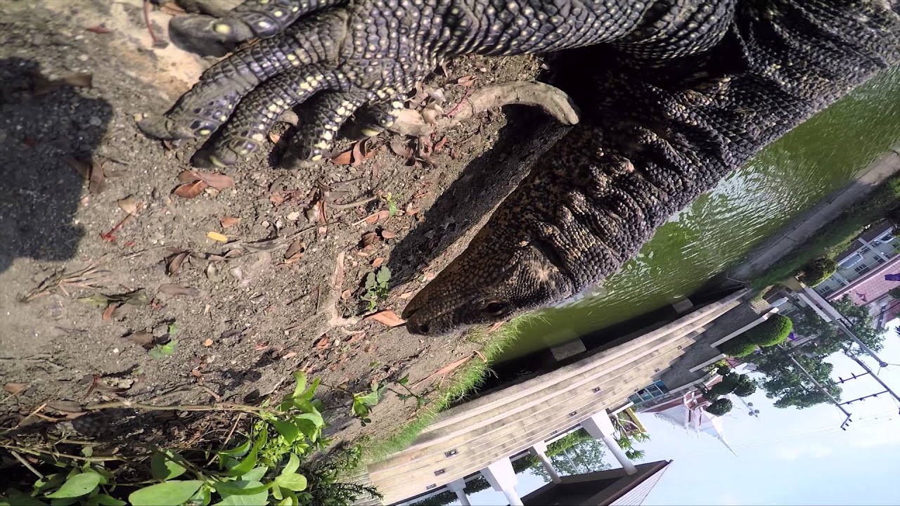 Big Monster Appears in Town - Varanus salvator