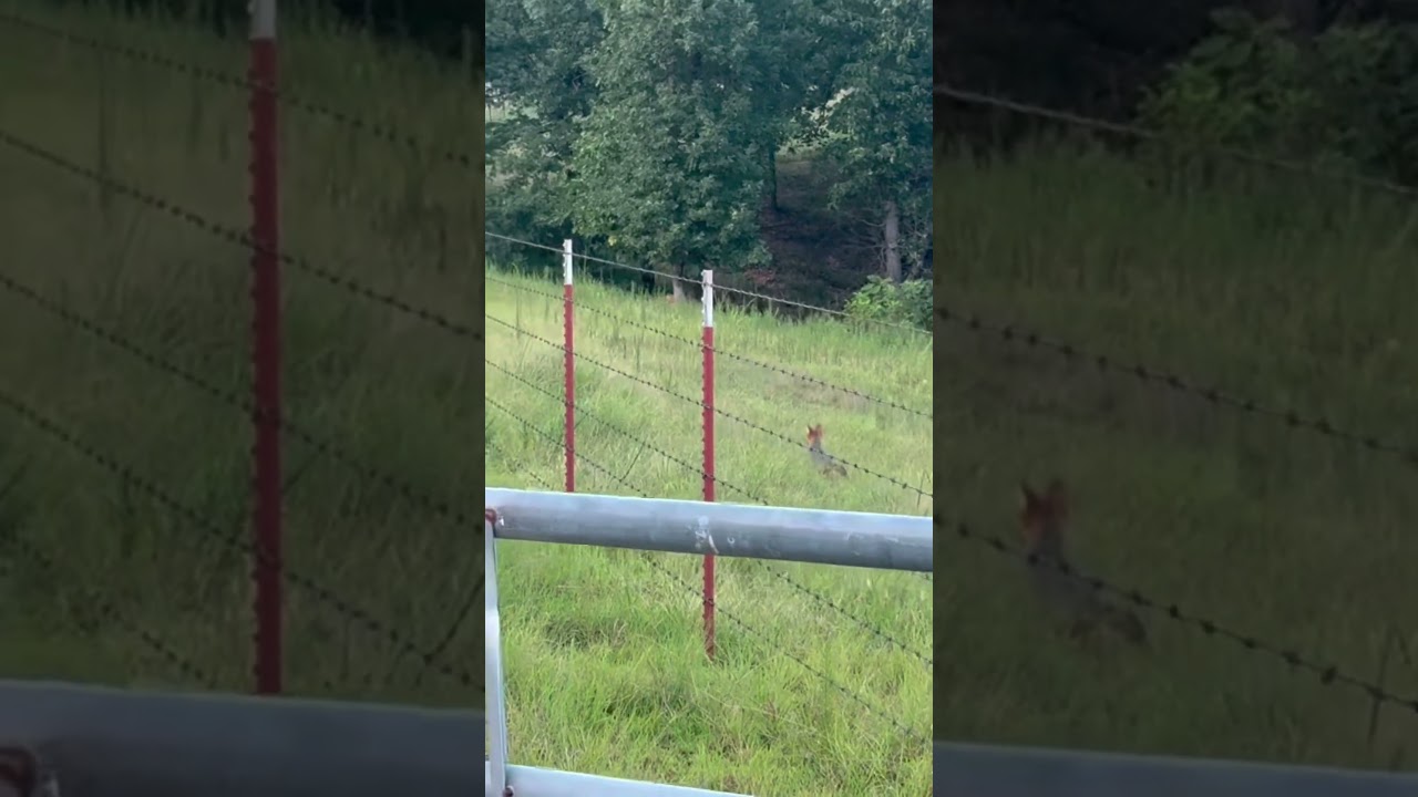 Fox video!! #fox #hunting #awesome #amazing #wildlife #nature #beautiful #naturephotography