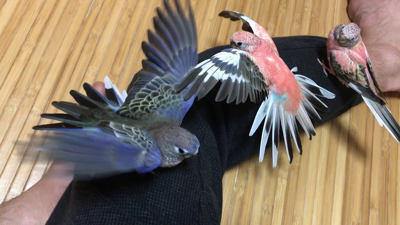Bourke's Parrots (a) / アキクサ扇