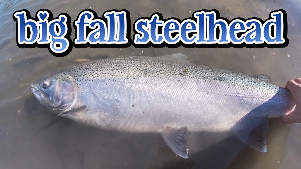 BIG FALL STEELHEAD | LAKE ONTARIO TRIBUTARY- NOV. 9, 2022 
