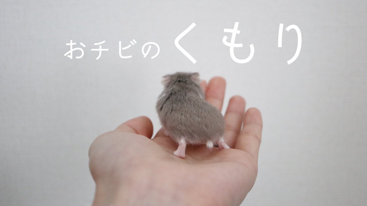 個性派ハムスターおチビのくもりちゃん