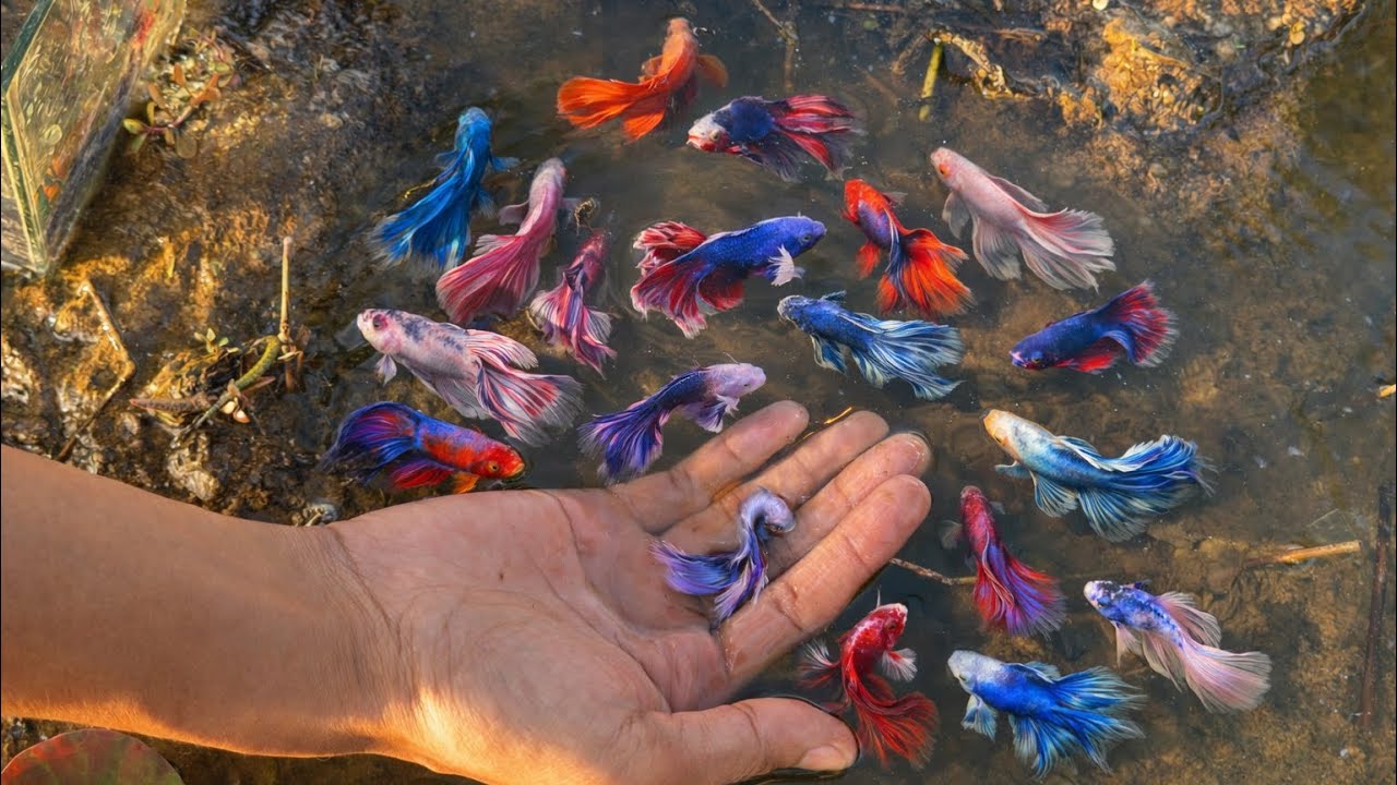 Secret Betta Place — We catch Wild Betta Fish Adventure in Nature Place 