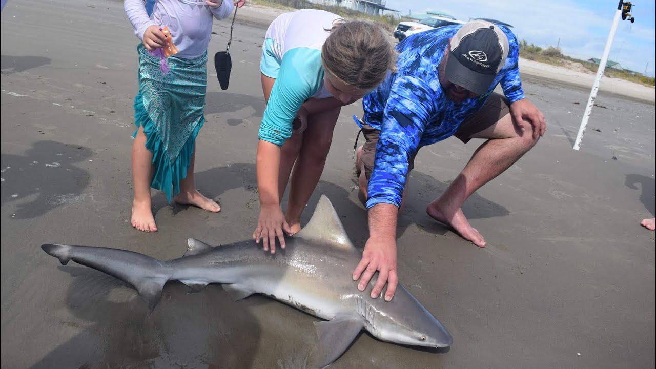 Shark fishing, Blacktips in the surf.