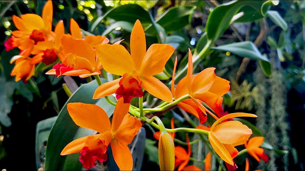 Ode To The Extraordinary Orchid (Part 2) | Relaxing Tropical Garden 4K