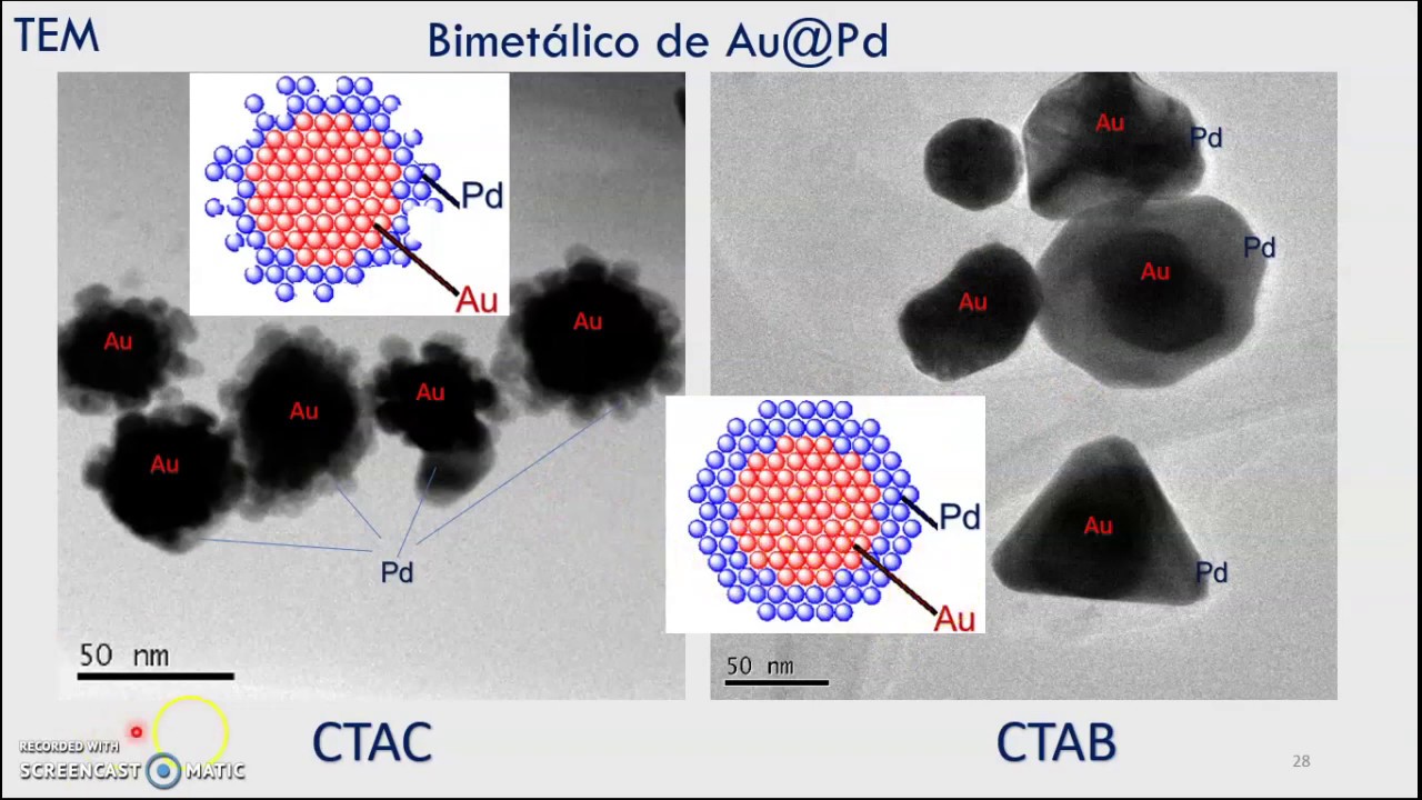 Evaluación de comité tutorial DNMN