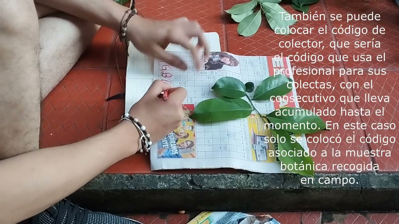 ¿Cómo recolectar y prensar material vegetal para envío a herbario? te lo explico!