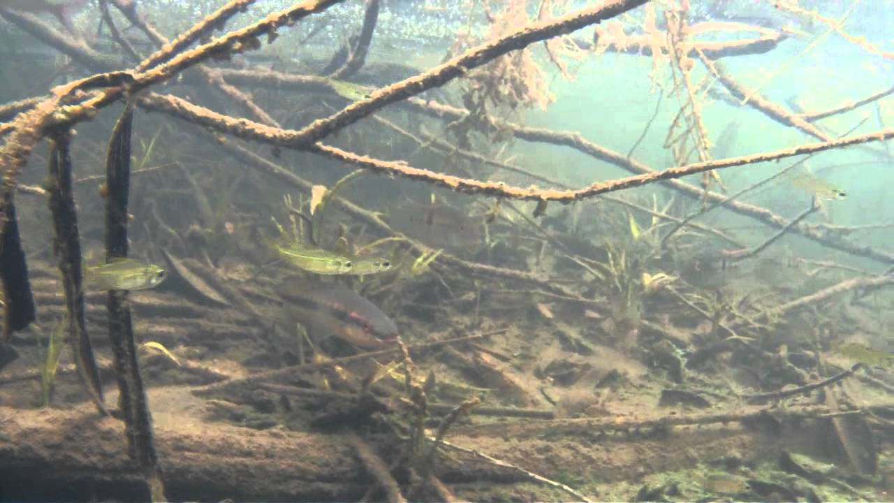 Nature's aquarium : Rio Ariraha, AM - PART TWO