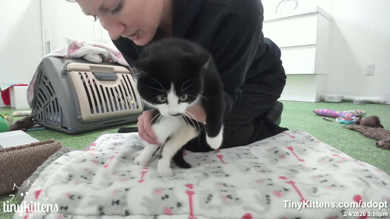 Introducing... Ilya and Ivan!  TinyKittens.com