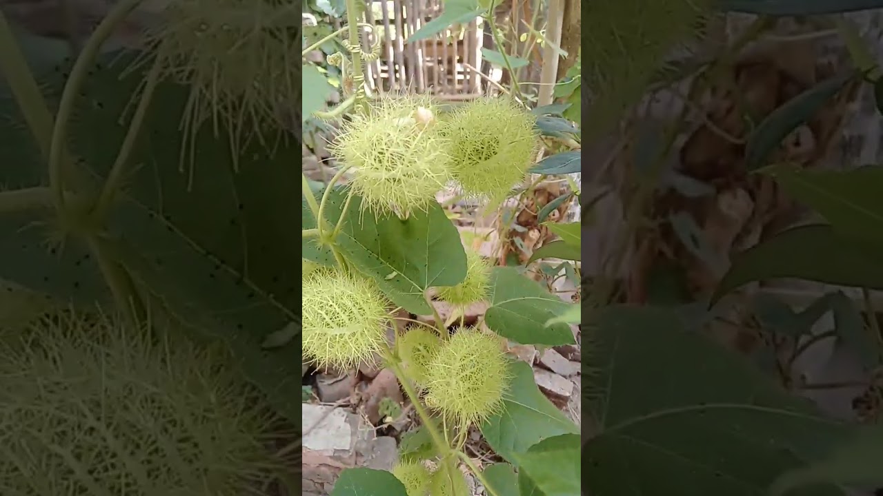 tanaman langka #tanaman #nature