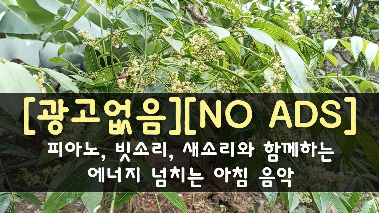 [광고없음][NO ADS] 마음 편안하게 하는 최고의 클래식 명곡 모음 | 피아노, 빗소리, 새소리와 함께하는 에너지 넘치는 아침 음악