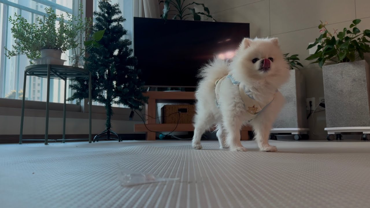 [포메라니안] 자본주의 강아지
