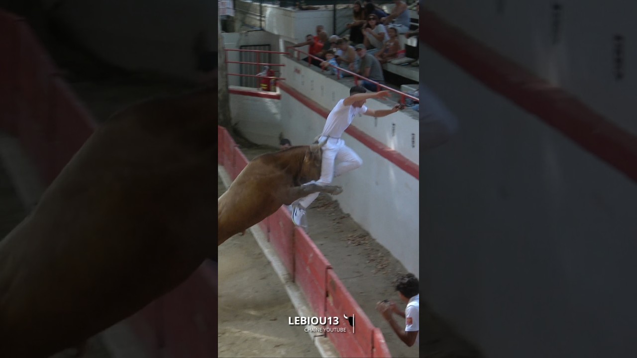 😱💥Souvenir de l'impressionnante action du taureaux de la manade Allard a Montfrin 💥🔥