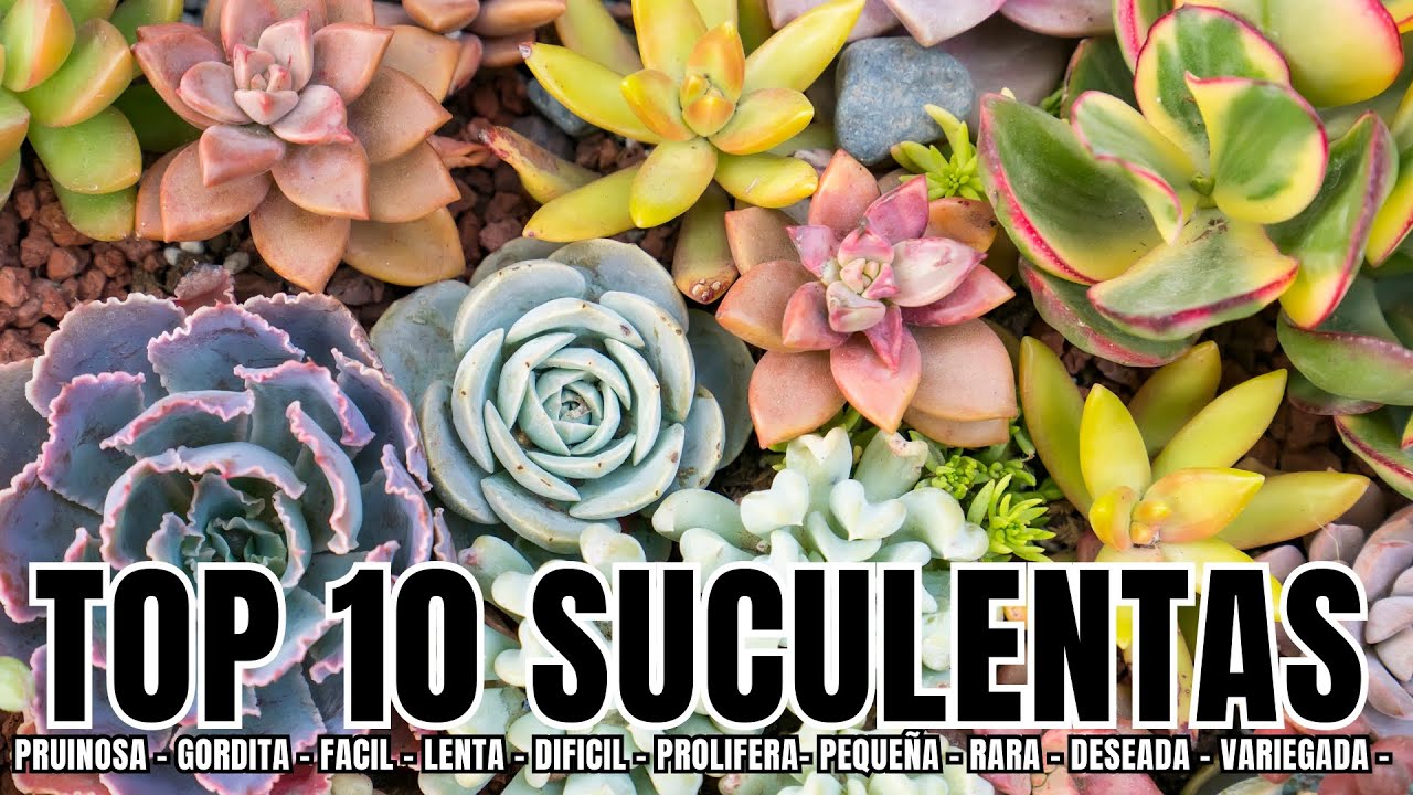 SUCULENTAS TOP 10 LAS MÁS...